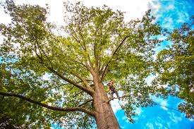 Best Tree Disease Treatment  in Valinda, CA