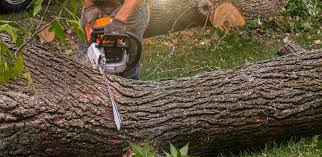 Best Root Management and Removal  in Valinda, CA