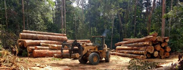 How Our Tree Care Process Works  in  Valinda, CA